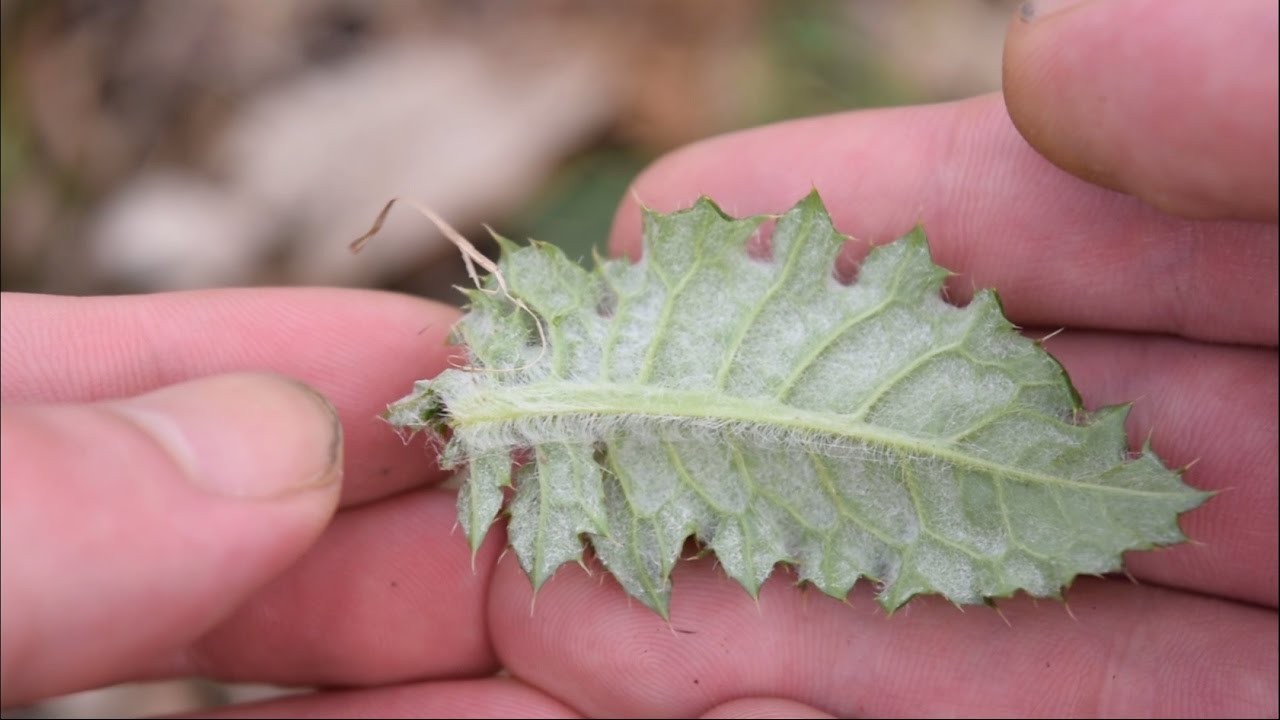 Unlock Nature’s Pantry Wild Edibles to Try This Spring! Homesteading