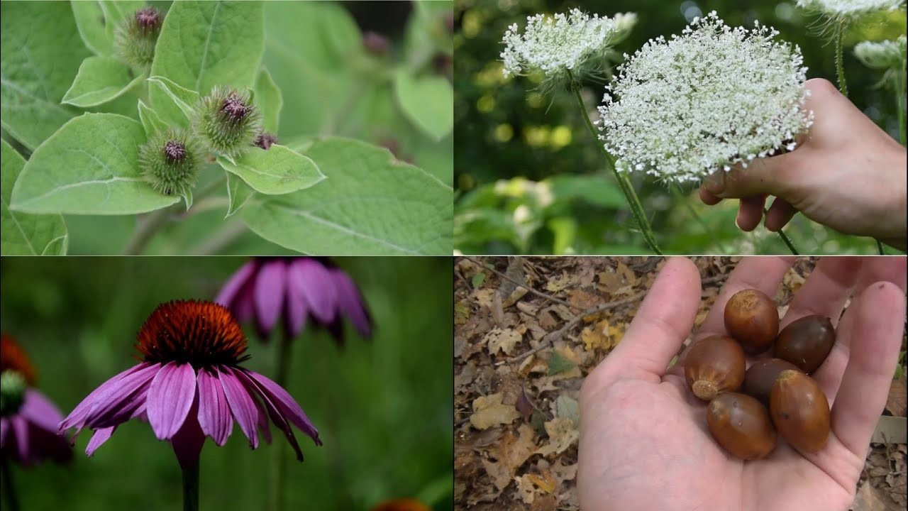 Fall Foraging: Uncover 5 Hidden Treasures! – Homesteading, Self ...