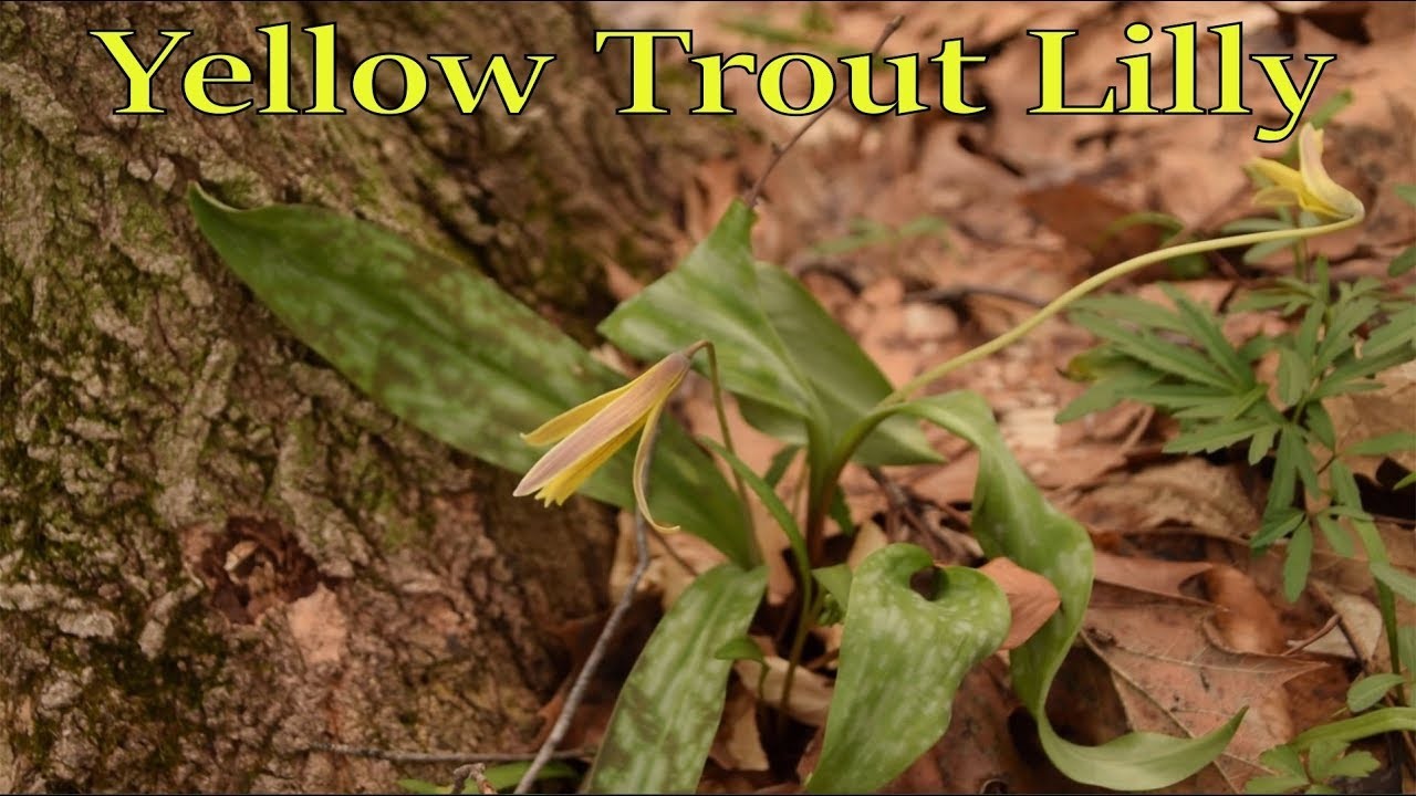 Identify Yellow Trout Lilly A Spring Wild Edible! Homesteading, Self