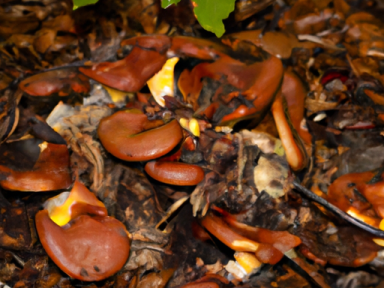 Edible Mushrooms