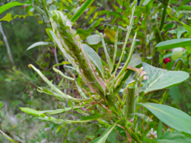 Edible and Medicinal Plants