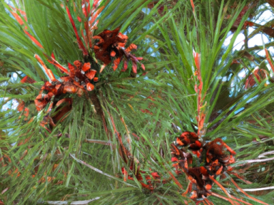 Pine Tree Delicacies