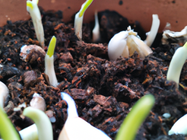 Regrowing Garlic from Cloves