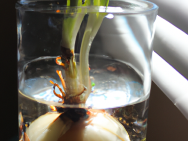 Regrowing Onions from Scraps