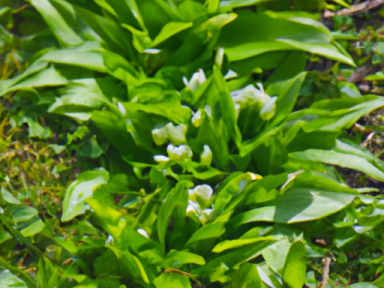 Wild Garlic Foraging