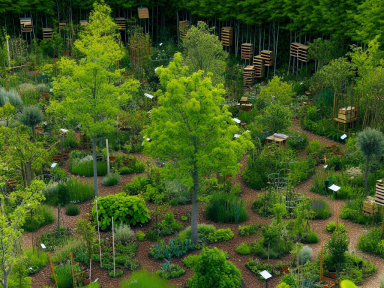 Creating an Edible Forest Garden