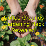 Learn this Simple Gardening Hack to Use Coffee Grounds!