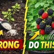 Stop Fertilizing Blackberries Wrong! Do THIS Instead
