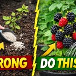 Stop Fertilizing Blackberries Wrong! Do THIS Instead