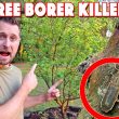 Diy Boric Acid Wood Borer Treatment! Very Low Cost!