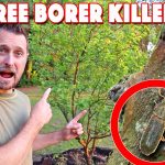 Diy Boric Acid Wood Borer Treatment! Very Low Cost!