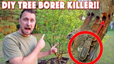 Diy Boric Acid Wood Borer Treatment! Very Low Cost!