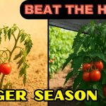 Extend Your Tomato Season with THIS Game-Changing Trick!