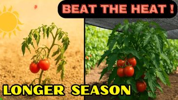 Extend Your Tomato Season with THIS Game-Changing Trick!