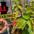 This One Mistake Ruined My Blackberries!