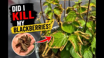 This One Mistake Ruined My Blackberries!