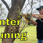 Our Winter Fruit Tree Pruning Routine | Homestead Orchard