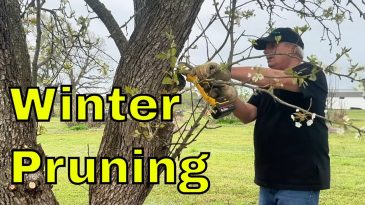 Our Winter Fruit Tree Pruning Routine | Homestead Orchard