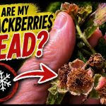 Your Blackberries Look Wrong? Here's What Actually Happened