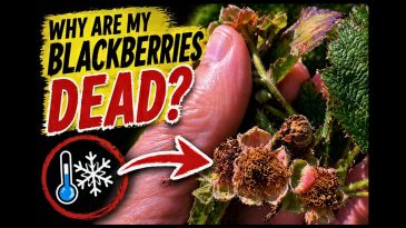 Your Blackberries Look Wrong? Here's What Actually Happened