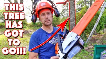 This Tree Has To GO Because Of This Serious Reason!