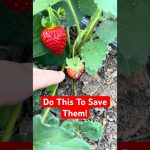 Save Your Strawberry Plants From THESE Now!