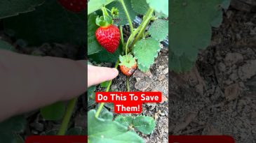 Save Your Strawberry Plants From THESE Now!