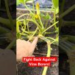 Step By Step Guide To Saving Infested Squash Vines! 3 Ways To Combat Squash Vine Borers!
