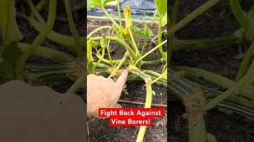Step By Step Guide To Saving Infested Squash Vines! 3 Ways To Combat Squash Vine Borers!