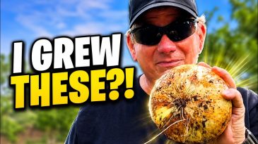 Growing Onions in Tubs? Look at This Harvest!