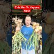 Do This Now To Your Onions And Garlic!