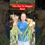 Do This Now To Your Onions And Garlic!