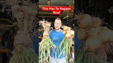 Do This Now To Your Onions And Garlic!