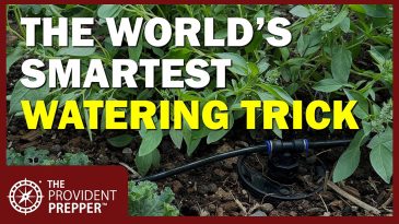 The Prepper's Secret to Watering a Garden When Water Is Scarce
