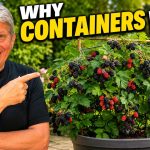 The Real Reason I Grow Blackberries in Containers