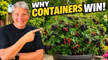 The Real Reason I Grow Blackberries in Containers