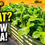 Summer Garden Survival: What To Plant When Temperatures Soar