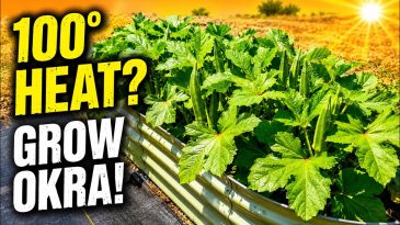 Summer Garden Survival: What To Plant When Temperatures Soar