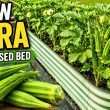 Can This Small Raised Bed Grow a TON of Okra?