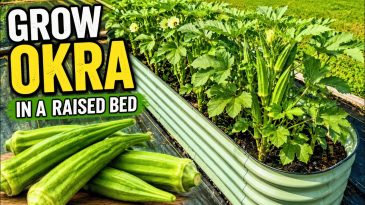Can This Small Raised Bed Grow a TON of Okra?