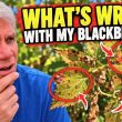 Wicking Tubs vs. EarthBoxes: Why I'm Having Problems