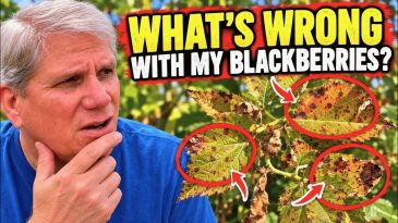 Wicking Tubs vs. EarthBoxes: Why I'm Having Problems