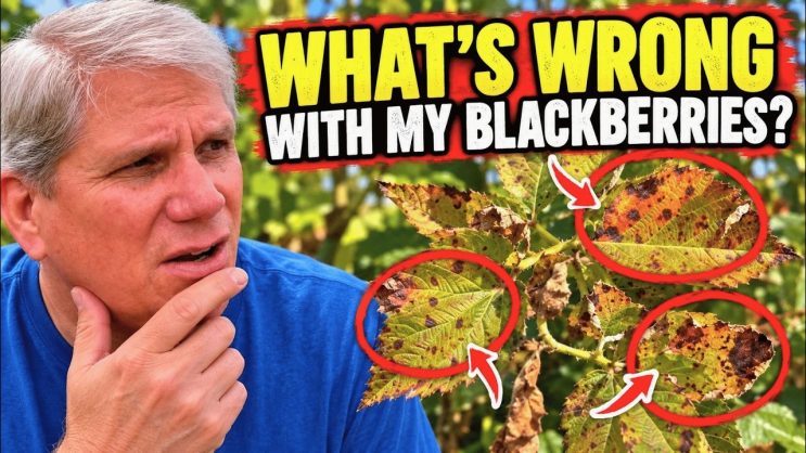Wicking Tubs vs. EarthBoxes: Why I'm Having Problems