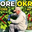 Why You Should Be Trimming Your Okra Plants Right Now