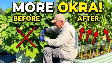 Why You Should Be Trimming Your Okra Plants Right Now