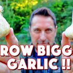 Don't Make These 6 Mistakes When Growing Garlic At Home!