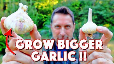 Don't Make These 6 Mistakes When Growing Garlic At Home!